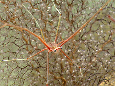 This chrysogorgiid octocoral, unfamiliar our scientists, serves as a host to squat lobsters - just two of the exciting observations from our dive in the Pichincho area.