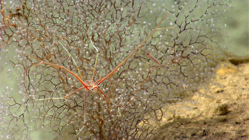 This chrysogorgiid octocoral, unfamiliar our scientists, serves as a host to squat lobsters - just two of the exciting observations from our dive in the Pichincho area.