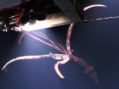 ROV <em>Deep Discoverer</em>,  meet squid. Squid, meet D2. D2 had a fantastic encounter with a four to six foot squid during the dive’s mid-water transects.