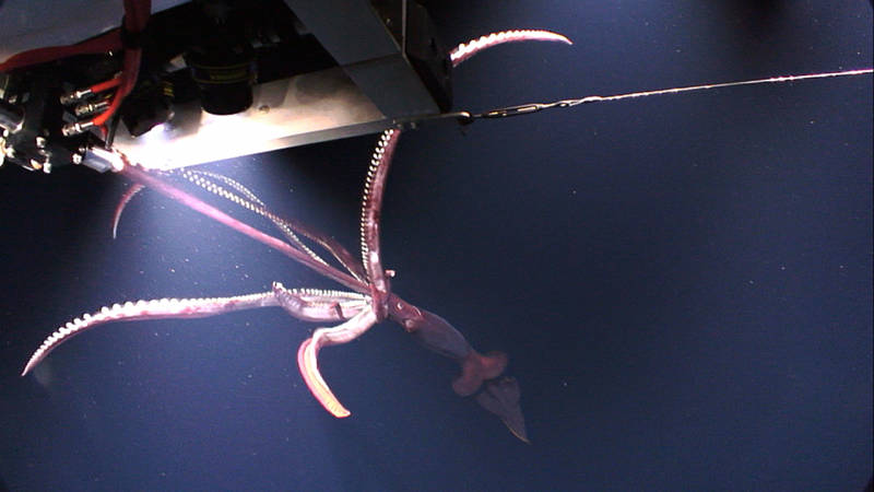 ROV <em>Deep Discoverer</em>,  meet squid. Squid, meet D2. D2 had a fantastic encounter with a four to six foot squid during the dive’s mid-water transects.