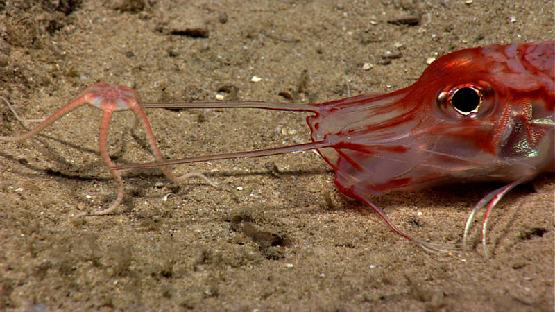 Seeing two deep sea animals interacting with each other is rare. What is particularly rare is when they behave the opposite of how we expect them to. As we approached this armored sea robin, a brittle star climbed on top. We were pretty sure that the fish would try to eat the brittle star, but as it turns out, it just wanted to dislodge the extra baggage. The brittle star then proceeded to climb on top of the sea robin two more times.