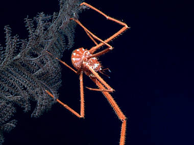 A squat lobster perched on a black coral.
