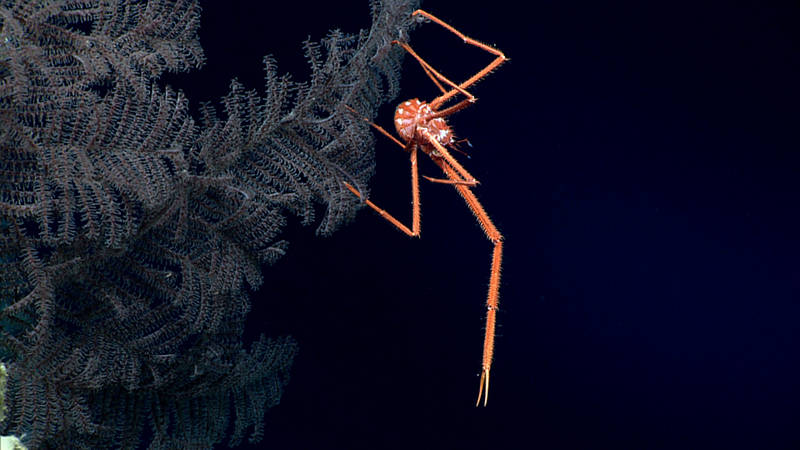 A squat lobster perched on a black coral.