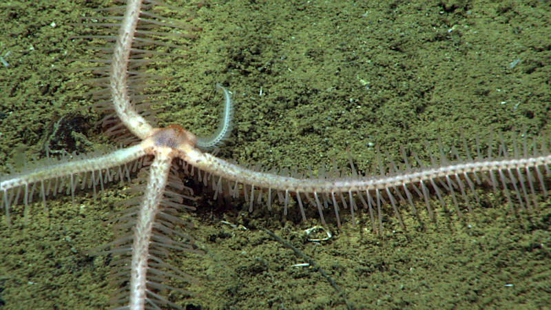 Brisingid sea stars, like most sea stars, are capable of regenerating their arms if one is removed.