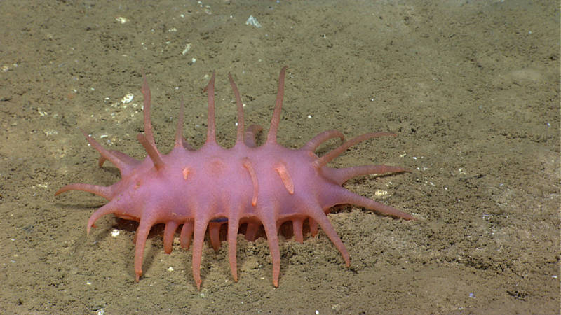 Sea cucumbers are always one of my favorite animals to see on a dive, if only because I’m always interested to see what they will look like this time! Internally, they are pretty much all the same, but their exteriors can be completely see through or a variety of colors, flattened, or spikey, like this one. I am not exactly sure what determines their shape, but there has to be some benefit for each morphology.