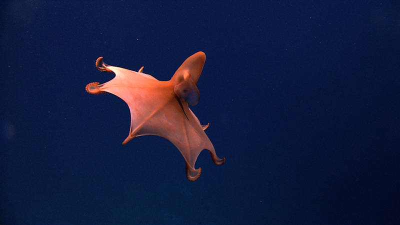 This rare dumbo octopus is often called the Blind Octopod due to the lack of a lens and reduced retina in its eyes.