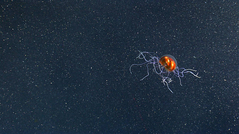 We spotted this trachymedusae just above the seafloor along the west wall of Mona Canyon. While you may see shallow-water jellyfish all the time, it is often very difficult to collect information about deep-sea jellyfish as they break up in nets and are hard to keep intact if collected. This is one of the reasons why our videographers always try to get good, detailed shots of gelatinous animals. Click image for larger view and image credit.