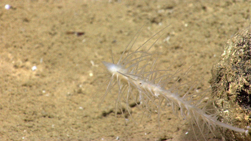 This crazy-looking creature is a carniverous sponge.