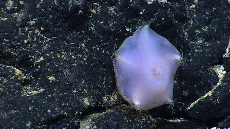 This is a slime star; if you look closely through the mucus layer, you can see a shape that may look more familiar.