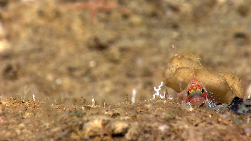 Although we observed this scorpionfish during the Platform dive, it appears to be observing us.