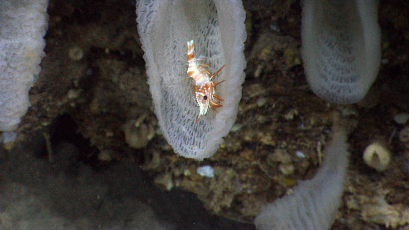A shrimp associate with a very serrated rostrum inhabiting a glass sponge.