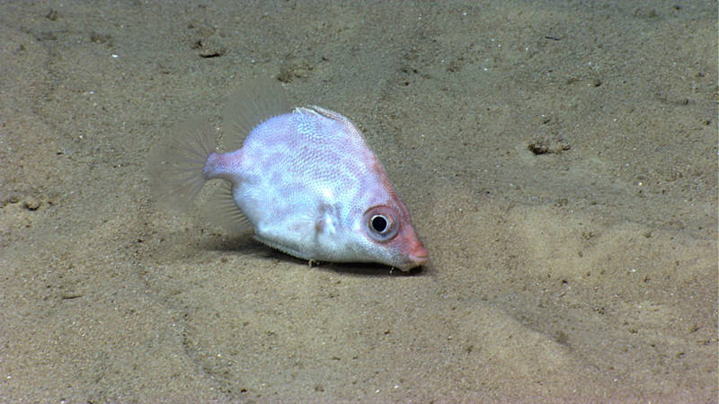 A rarely observed spike fish imaged during our dive at Platform.