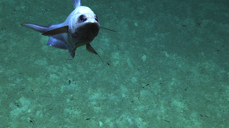 One of the deepest occurring grenadiers, Coryphaenoides armatus (Family Macrouridae).