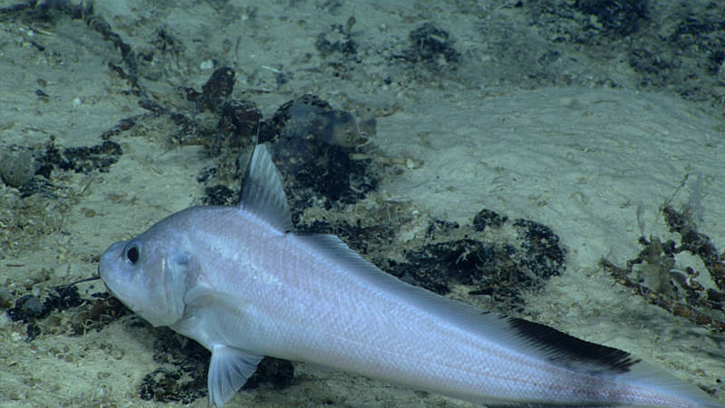 Gadomus arcuatus (Family Bathygadidae) has a very long chin barbel for searching for food and long tactile rays in the pelvic and dorsal fins; these characters are often lost upon collection. This is a great example of how direct observations can provide new information on behavior and morphology, including live coloration.