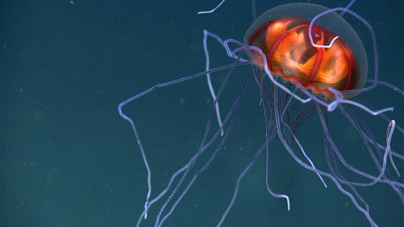 During Océano Profundo, we saw a number of gelatinous organisms — check out this collection of some of the most exciting ones.