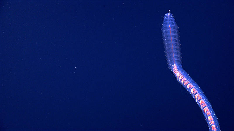 Physonect Siphonophore
