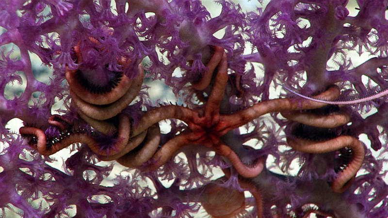 Sea brittles were fairly common throughout the expedition, but this one was particularly interesting due to its barbed spines and brittle star associates.