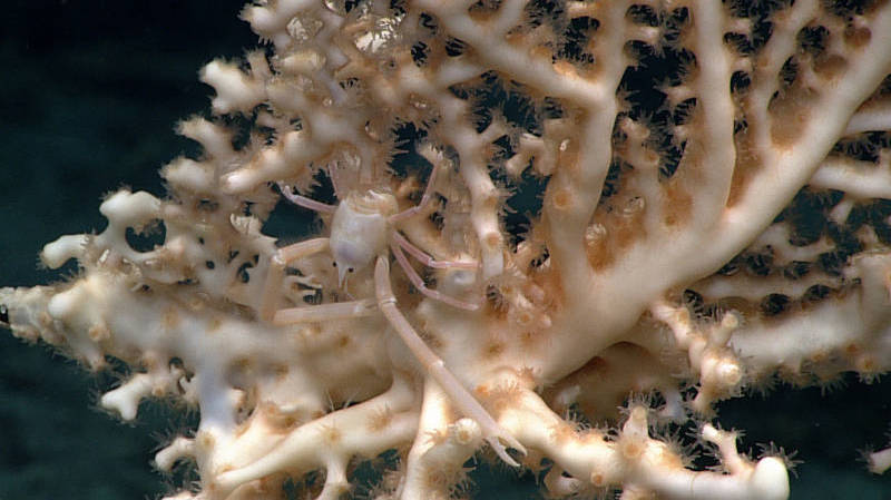 Unless you look carefully, it’s possible to overlook this squat lobster who perfectly matches the color of its coral home.