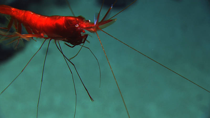 In the dark of the deep sea, this shrimp would appear black.