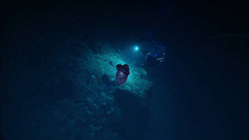 While Seirios usually focuses on D2, this swimming sea cucumber stole the spotlight for a minute while D2 investigated an outcrop during our dive at Pinnacles.