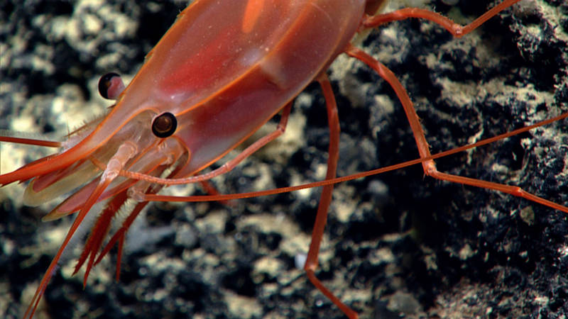 This shrimp was really exciting! We spent five minutes documenting this shrimp’s grooming behavior. Here it is just beginning to groom its rostrum after finishing with its eyes and carapace. I had never seen a shrimp groom itself before, nor one with such a flexible appendage to do so.