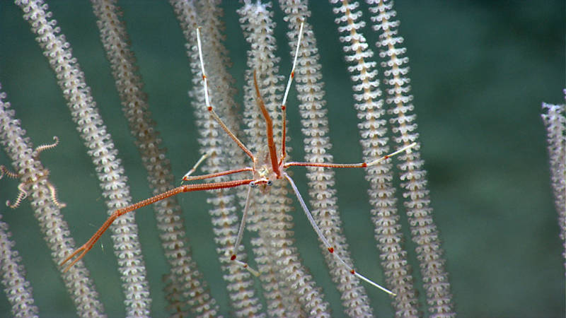 We observed this type of squat lobster a couple times during the expedition, but our science team still hasn’t been able to pin down exactly what species it is.