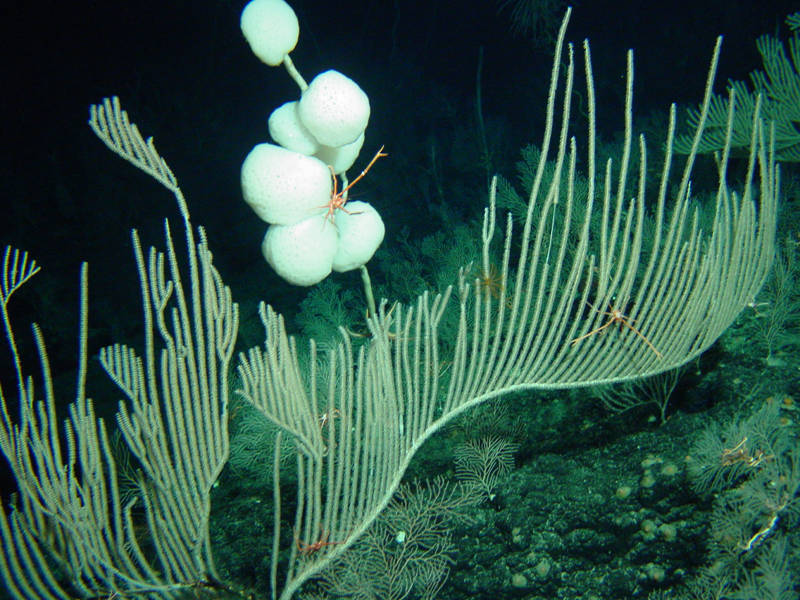 Deep water corals and sponges found in PMNM in 2003. 