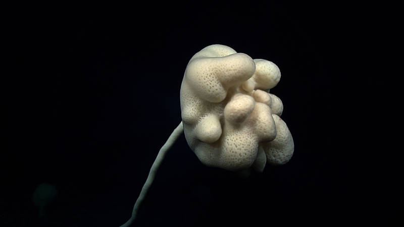 A very large spectacular stalked sponge (Caulophacus sp.) encountered during the dive.