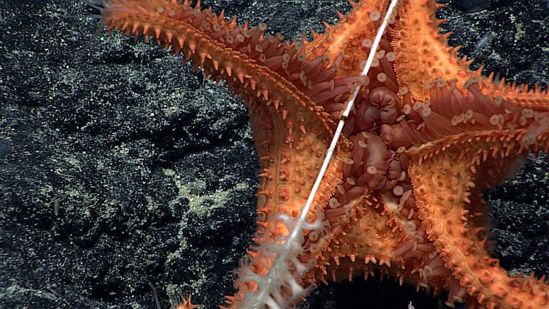 Sea star clinging to a coral.