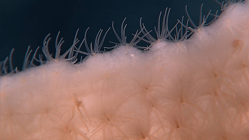 Close up image of a Hexactinellid or glass sponge, with commensal anemones growing throughout its tissues.