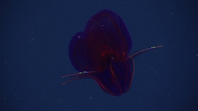 Purple Ctenophore, possible Leucocia sp., imaged at 1,000 meters during today’s water column transects. Not all ctenophores are pelagic – some are benthic, living near the seafloor.