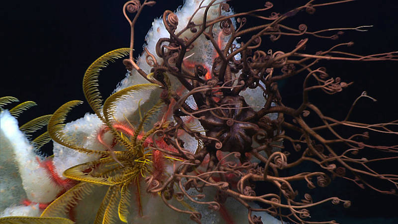 Deep sea corals and sponges provide habitat and refuge for many other animals living on or near the seafloor. Here, a sponge covered with hundreds to thousands of tiny anemones also provides a home to several brittlestars (pink), crinoids or “sea lilies” (yellow) and a basket star (brown).