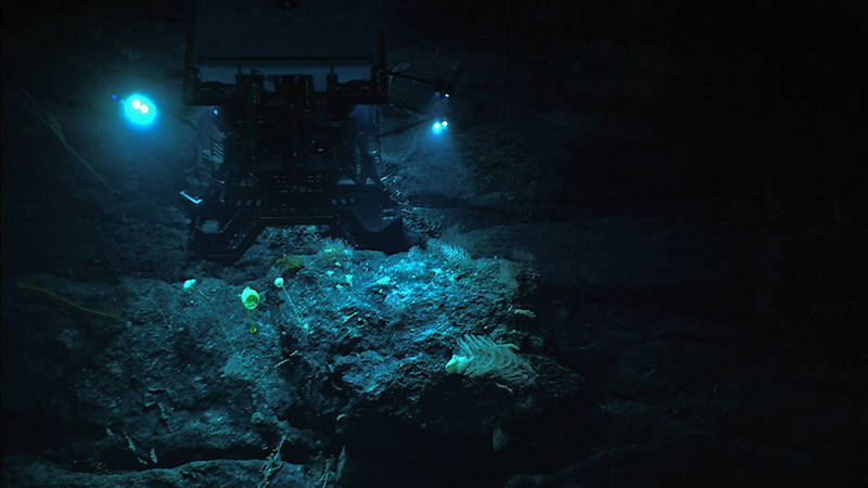 NOAAʻs Seirios camera sled images the ROV Deep Discoverer (D2) as it illuminates a ledge covered with a diverse assemblage of deep-sea corals and sponges. D2 displays its newly installed sample collection equipment – drawers, boxes, an advanced manipulator, and positionable illumination system – that have allowed us to do precision collections under direction of our science team leads.