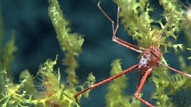 A squat lobster perching on a undescribed genus of bamboo coral (family Isididae). This new genus of coral was first discovered in 2007 off of Twin Banks in the Northwest Hawaiian Islands/ Papahānaumokuākea Marine National Monument.