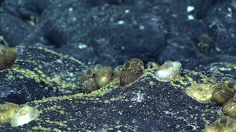 Large Styela sp tunicates interspersed with smaller yellow stoloniferous tunicates seen throughout most of the dive.