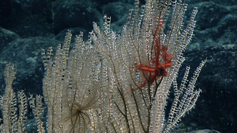 A beautiful primnoid coral with a commensal crinoid (sea lily) and ophiuroid (brittlestar) observed on the dive.