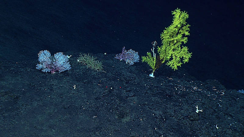 Precious pink coral in the family Coralliidae (left) and gold coral (Kulamanamana haumeae, right) observed during the transect.