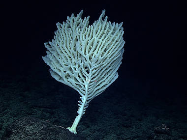 Leg 3 Dive 04: McCall Seamount
