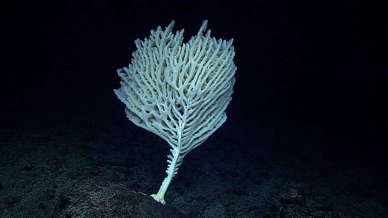 An extremely old Farrea nr occa erecta sponge found ~2660 m deep at McCall Seamount. This species has two types of morphologies - a bushy type and a stalked type (shown here). A fairly large number of dead colonies of this sponge were observed during the dive - this was the only live sponge of this type encountered.