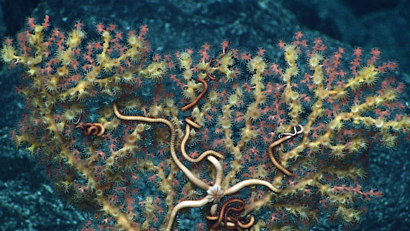 A corallium that is nearly completely overgrown by zooanthid (another type of cnidarian), and a brittlestar living in association. This particular species or coral is not commercially harvested, but is in the precious coral group that is often commercially harvested for jewelry at shallower depths.