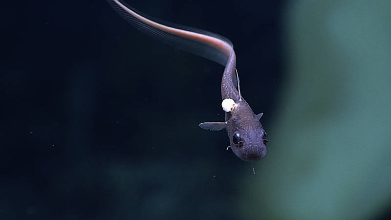 Deep sea fish in the family Macrouridae, possibly in the genus Malacocephalus or Trachonurus, with an isopod parasite. Photographed at 1814m.