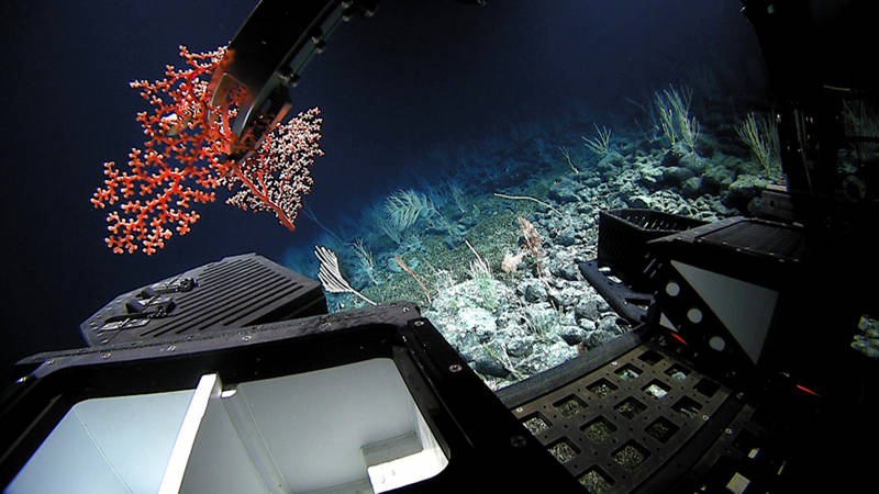 ROV Deep Discoverer (D2) places a piece of an uknown Corallium species collected at 2078m depth in one of the bio boxes on the ROV. Following collection, the boxes are sealed and keep specimens insulated for their return to the surface.
