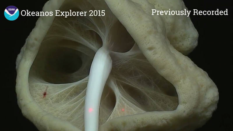 One of the many large sponges observed during Dive 03. Look closely and you can see a small shrimp who has taken up residence in the sponge. The red dots in the image are lasers that are 10 cm apart and provide scale to help scientists determine the size of the object being imaged.