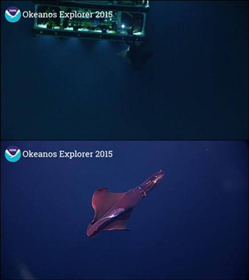 During the descent on Dive 06, a 1-2 meter squid attached itself to the back of ROV Deep Discoverer (D2) and hung out there for several minutes before coming around to the front of the vehicle, allow us to get some great imagery of it.
