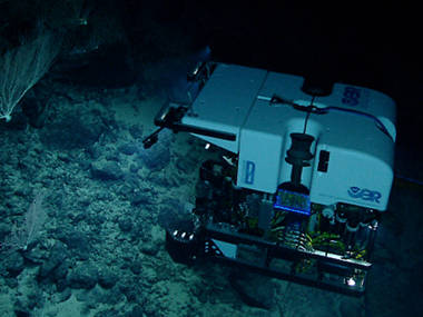 Leg 3 Dive 06: Ellis Seamount