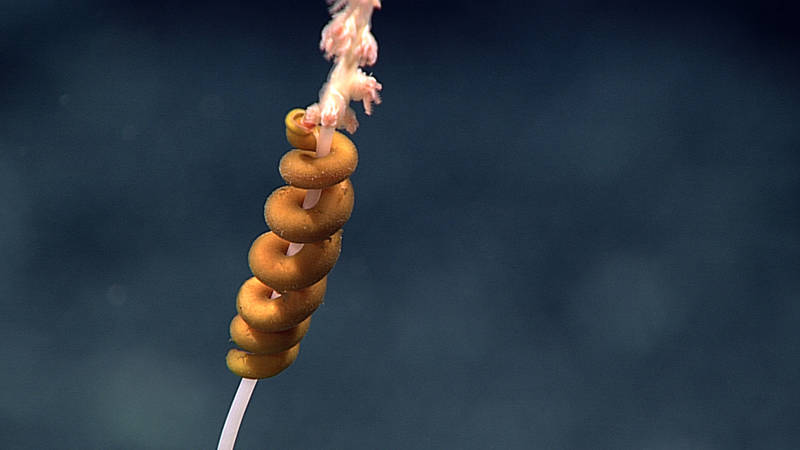 A rare observation of an aplacophoran (shell-less mollusk) feeding on a bamboo coral.