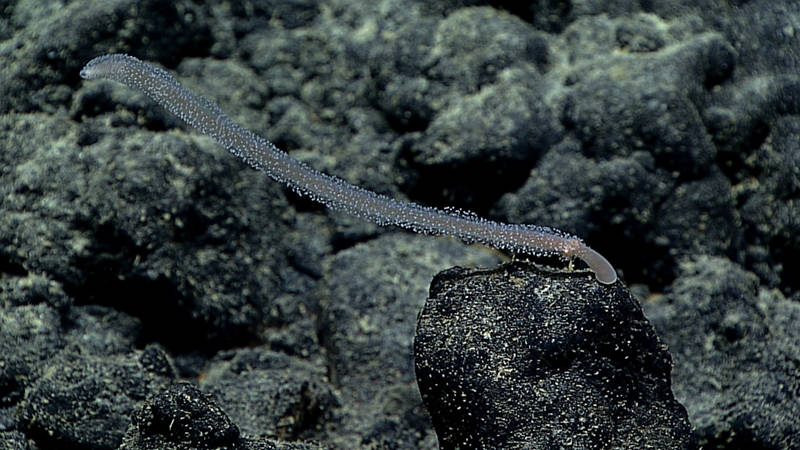 Ten minutes into the dive, our science team found this unidentified candelabrid solitary hydroid. After the expedition concludes and we are able to get this sample back to the lab, we will have a better idea about exactly what it is.