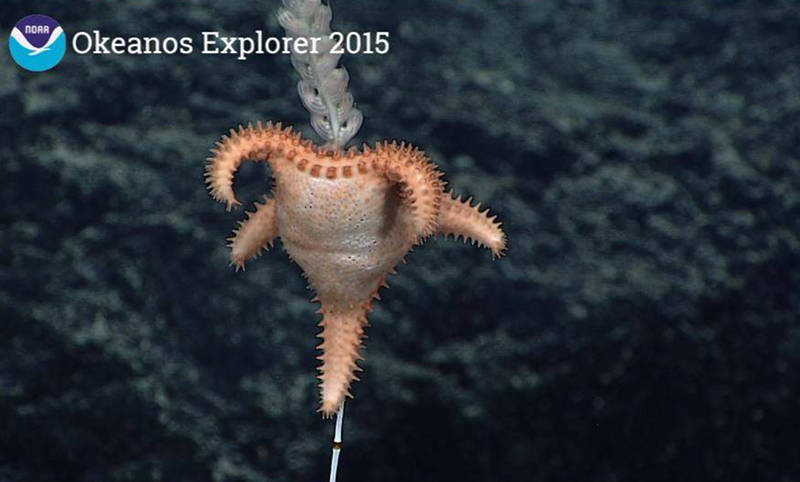 The goniasterid sea star Calliaster pedicellaris feeding on a bamboo coral.