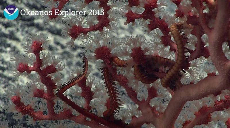 Arms of brittle stars (Ophiuroidea) seen interwinted within the structure of a vibrant, pink deep-water coral (Octocorallia). 