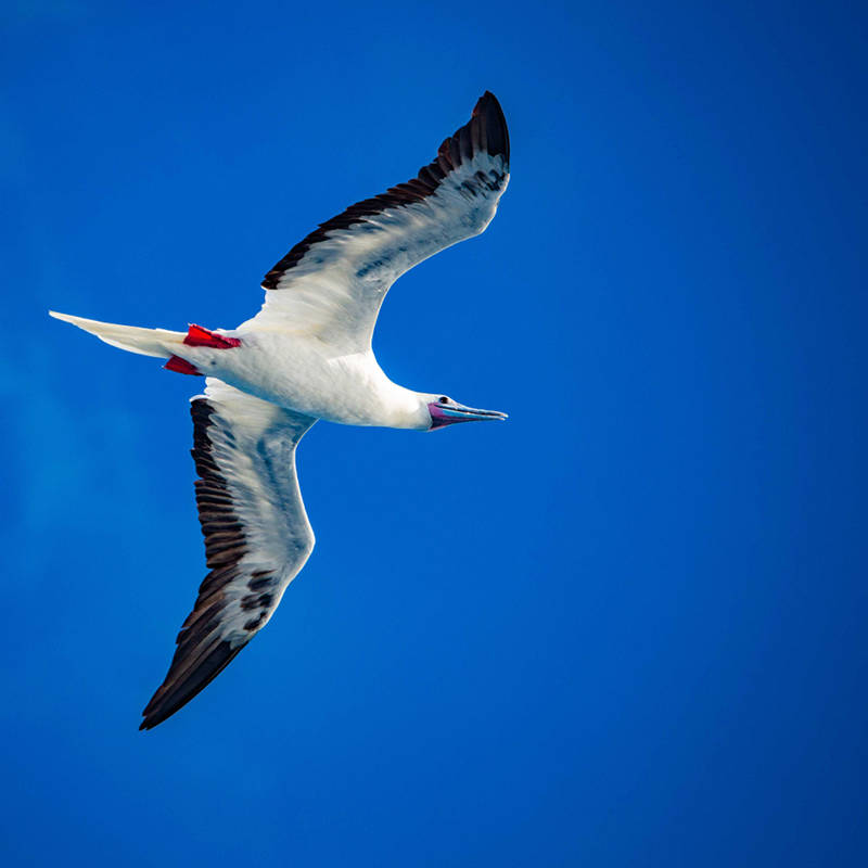 NOAA Ship Okeanos Explorer was also greeted by red-footed boobies, which are the smallest booby found in Hawaii with a wingspan of around one meter (40 inches). 